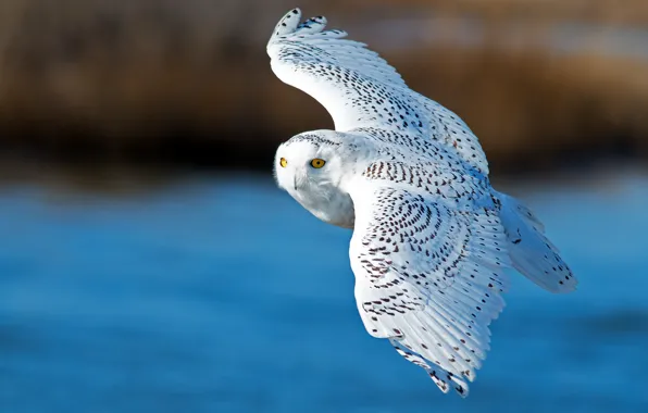 Bird, wings, flight, snowy owl, white owl