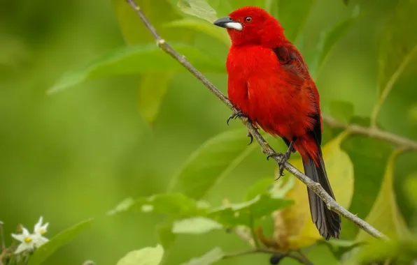 Branches, bird, Tanagra, Brazilian painted Tanagra