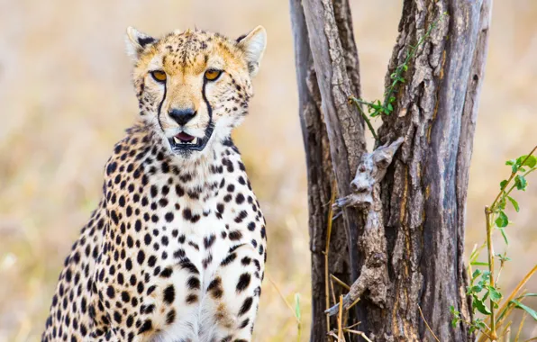 Picture grass, trees, nature, predator, Cheetah, bokeh