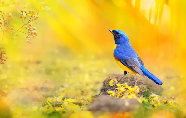 Macro, blue, yellow, berries, bird, branch, petals, photographer