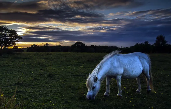 Field, night, nature, horse
