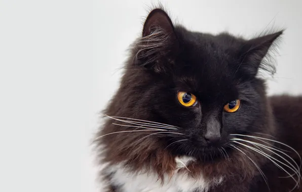 Cat, cat, look, face, pose, black and white, black, portrait