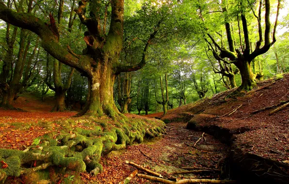 Picture forest, trees, foliage, moss