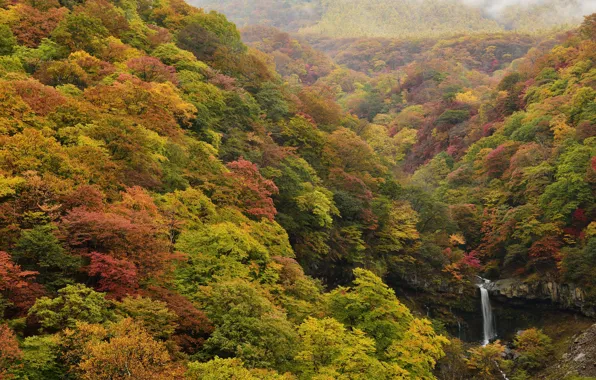 Forest, trees, landscape, foliage, waterfall