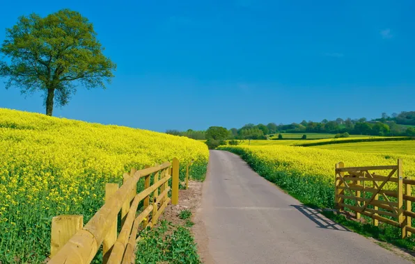 Road, field, the sky, flowers, the fence, Summer, green, clear