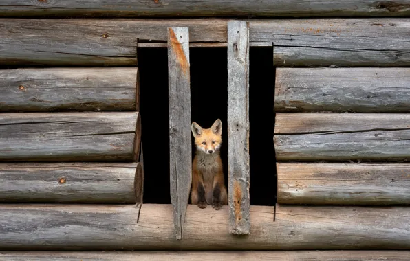 Picture look, Board, home, hole, baby, window, Fox, log