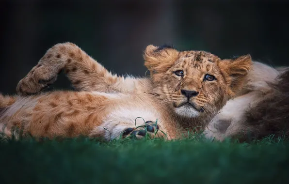 Look, pose, background, Leo, baby, lies, lion, lion