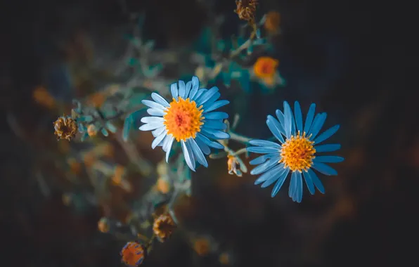 Blue, chamomile, Macro