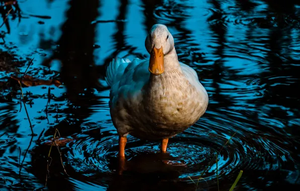 Water, reflection, the dark background, bird, bathing, white, duck, pond