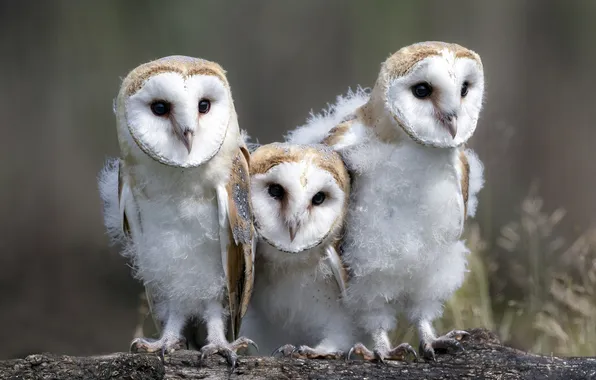 Birds, trio, Chicks, the barn owl, owlets, teenagers, barn owls, three owls