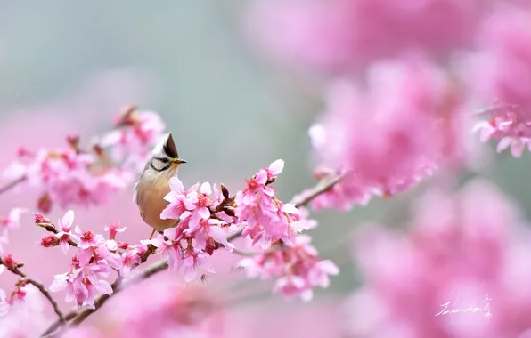 Pink, bird, Sakura, tit, crest