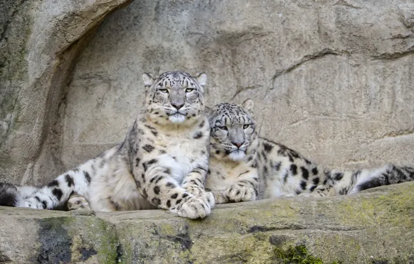 Picture cat, stones, pair, IRBIS, snow leopard, ©Tambako The Jaguar