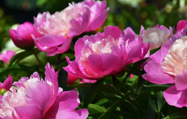 Macro, flowers, Bush, spring, pink, peonies