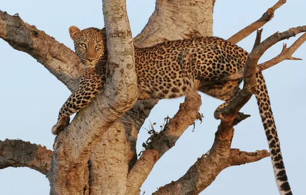 Picture cat, tree, stay, leopard
