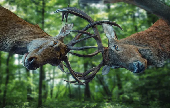 Picture horns, deer, fight