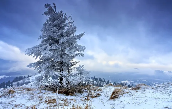 Winter, the sky, mountains, nature, tree, alone, in the cold