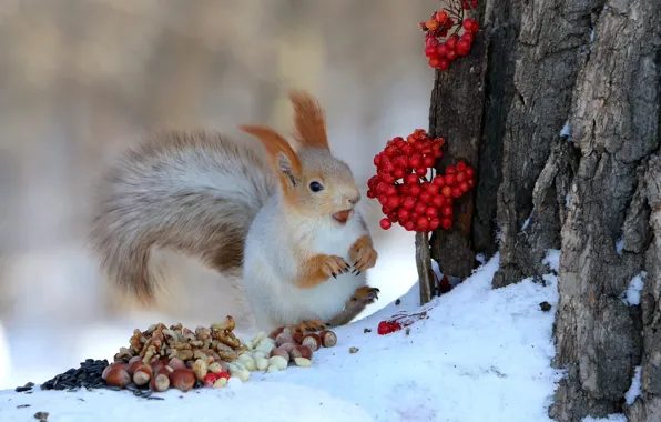 Winter, snow, pose, berries, tree, protein, bark, nuts