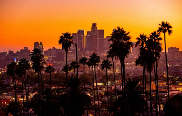 Picture city, sunset, California, palm trees, los angeles, buildings, skyscrapers