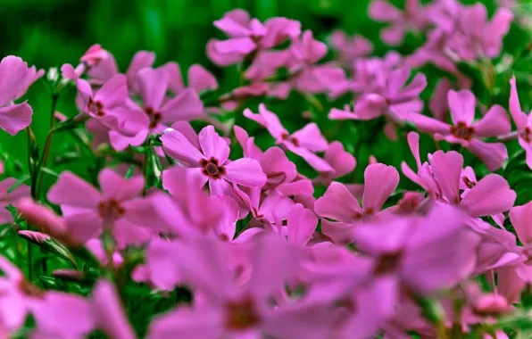Flowers, nature, bright, pink, field, snogo