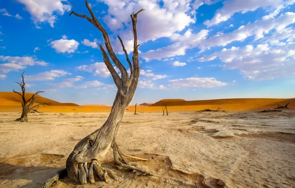 Tree, desert, Namibia, Deadvlei