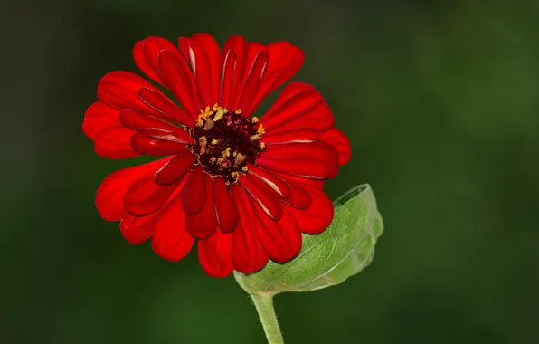Flower, leaves, beauty, petals, stem, flower, beauty, leaf