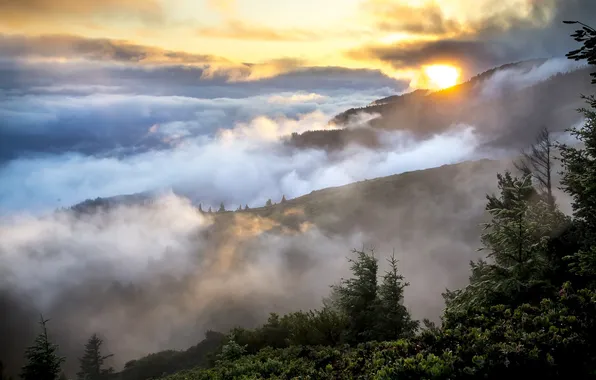 Trees, mountains, fog, beauty, morning, space, haze