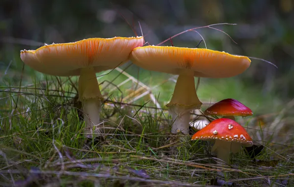 Autumn, grass, mushrooms, pair, Amanita, kids, family