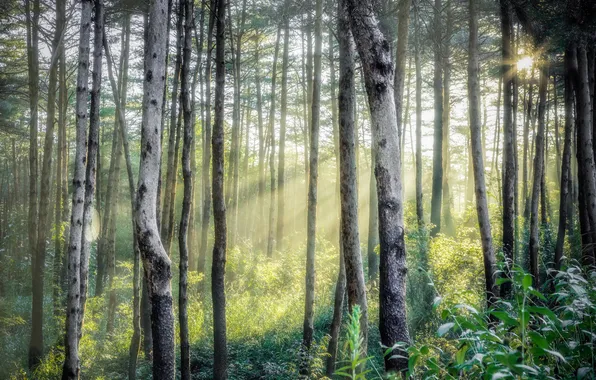 Forest, trees, grove
