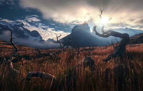 The sky, grass, the sun, mountains, Andes, Lama, driftwood, Patagonia