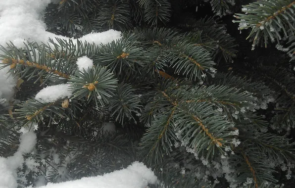Winter, macro, snow, tree, tree, spruce, winter, snow
