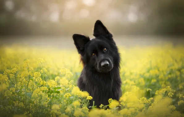 Flowers, glade, black, portrait, dog, puppy, black, face