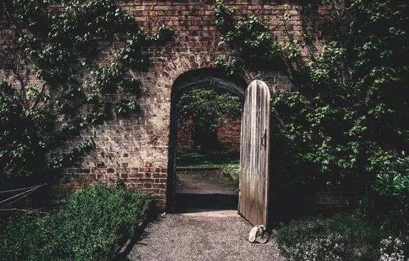 Wall, door, solar, climbing plant