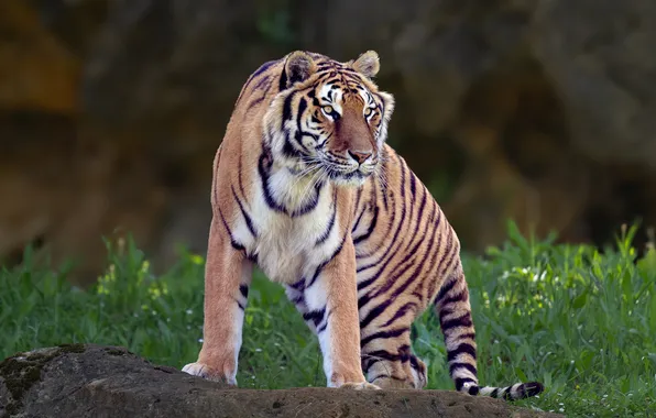 Grass, look, face, nature, tiger, pose, glade, stone