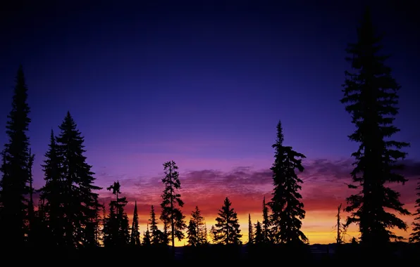 The sky, trees, sunset