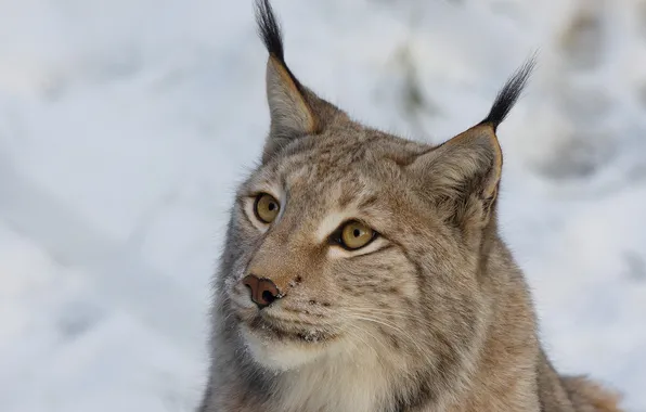 Winter, look, snow, portrait, the snow, lynx, face