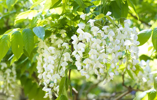 Picture flowers, tree, white, flowering, Wisteria