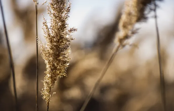 Field, grass, macro, nature, plant, color, spikelets