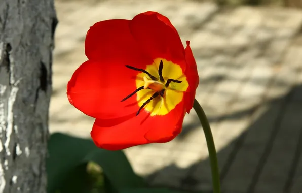 PETALS, RED, AL, TULIP, STAMENS, PISTILS