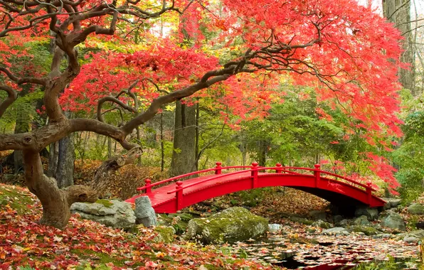 Autumn, leaves, trees, bridge, nature, photo, garden