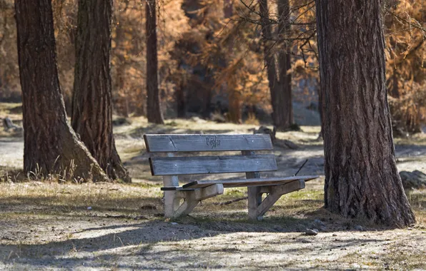 Autumn, nature, bench