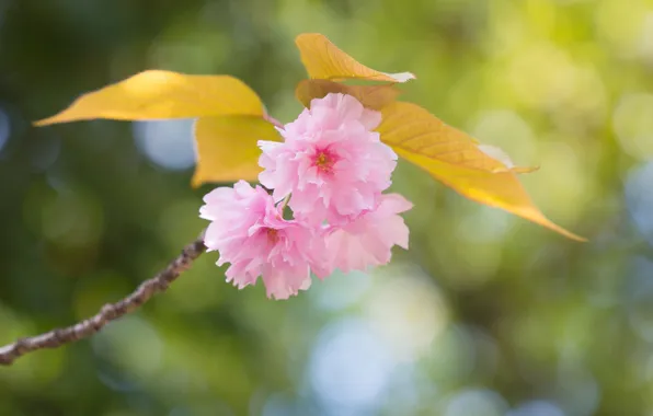 Picture leaves, flowers, branch, spring, pink, flowering