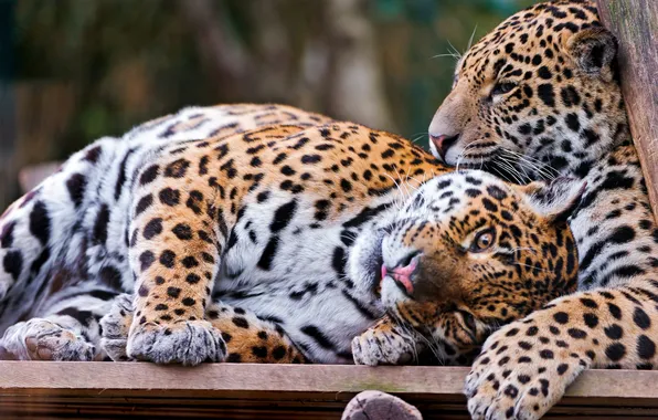 Stay, predators, jaguars