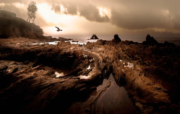 Sea, stones, rocks, Seagull, rocky shore