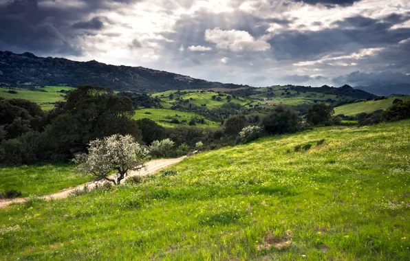 Greens, hills, Sardinia, Italy