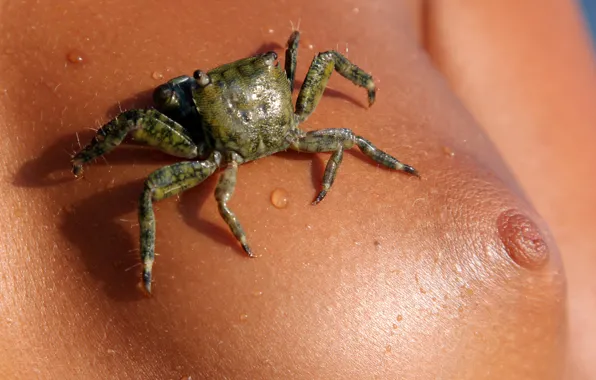 Water drop, crab, Clover, nipple, close up, Mango A, Katya Clover, Mango