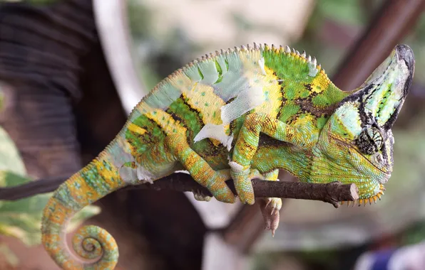 Chameleon, tree, bitches, bokeh, spotted, reptile, scenic
