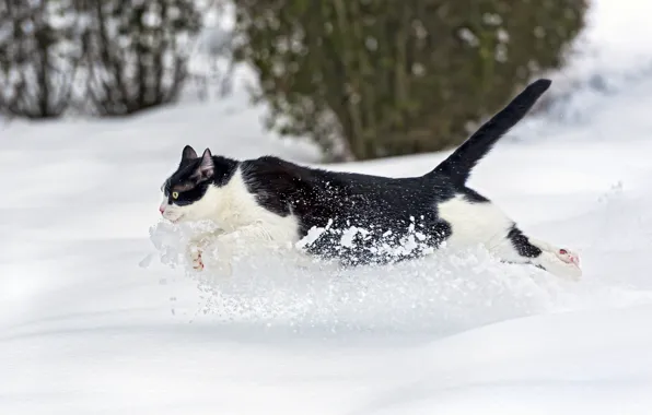Picture winter, cat, cat, snow, runs, ©Tambako The Jaguar