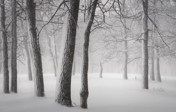Picture winter, forest, snow, trees, branches, fog, the snow, haze