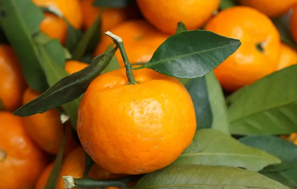 Leaves, citrus, Mandarin