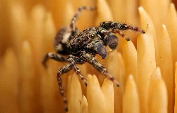 Flower, look, macro, yellow, pose, spider, bokeh, jumper